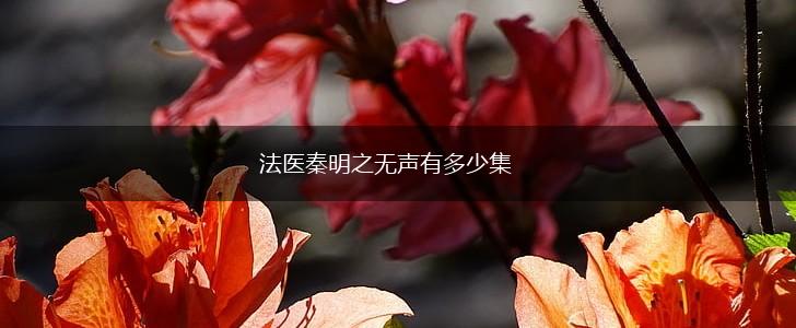 法医秦明之无声有多少集,第1张