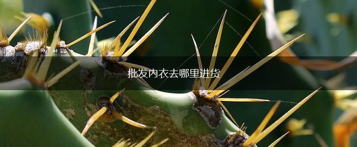 批发内衣去哪里进货,第1张
