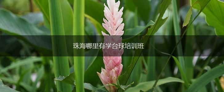 珠海哪里有学台球培训班,第1张