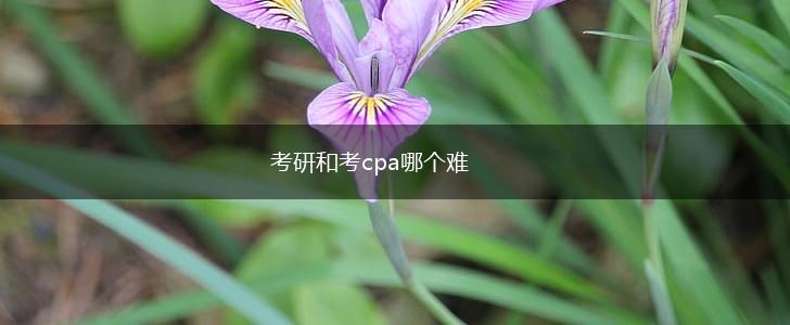 考研和考cpa哪个难,第1张