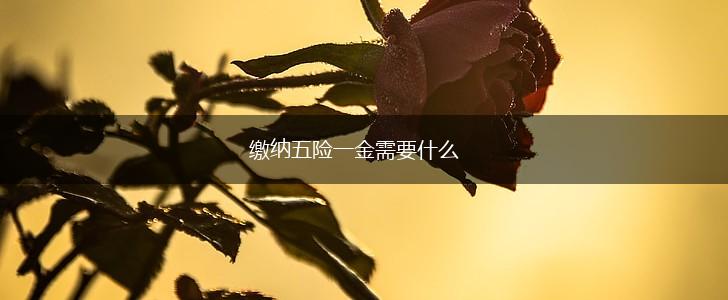 缴纳五险一金需要什么,第1张