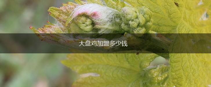 大盘鸡加盟多少钱,第1张