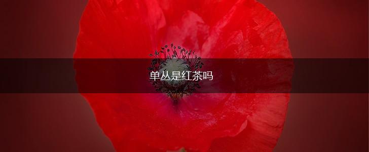 单丛是红茶吗,第1张