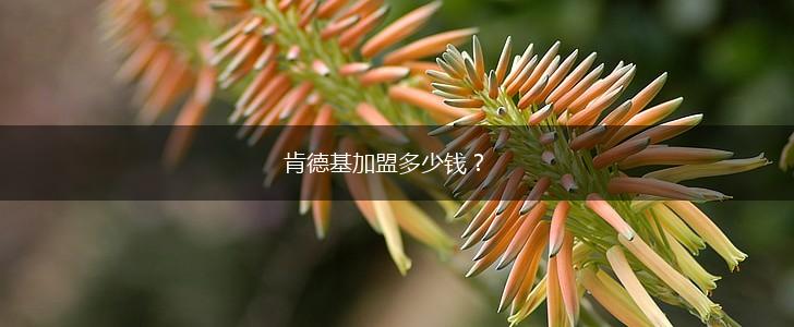 肯德基加盟多少钱？,第1张