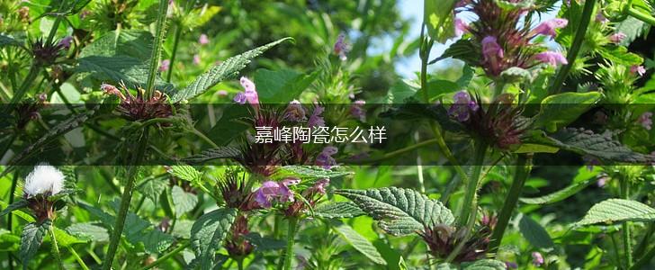 嘉峰陶瓷怎么样,第1张