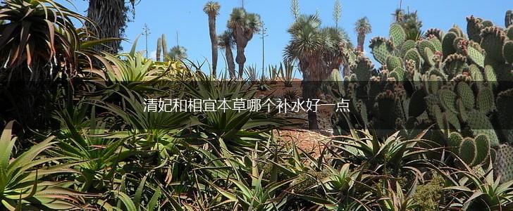 清妃和相宜本草哪个补水好一点,第1张