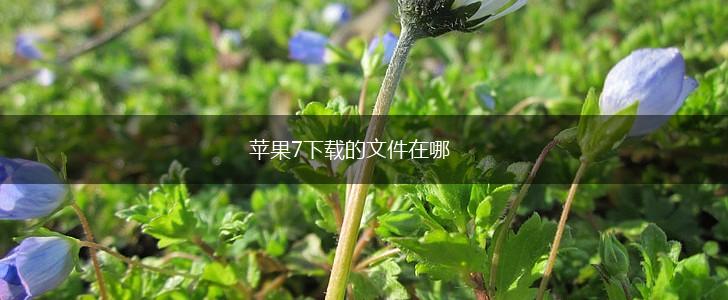 苹果7下载的文件在哪,第1张