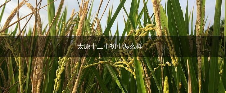 太原十二中初中怎么样,第1张