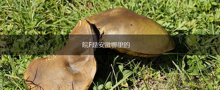 皖F是安徽哪里的,第1张