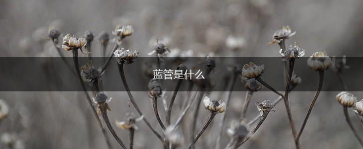 蓝管是什么,第1张