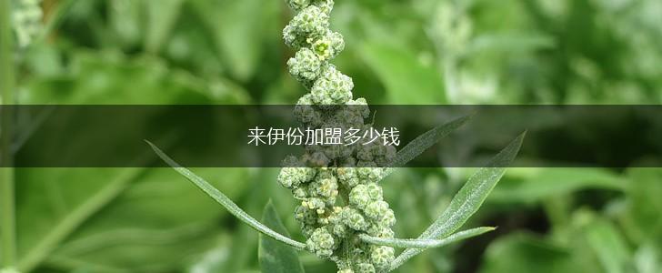 来伊份加盟多少钱,第1张