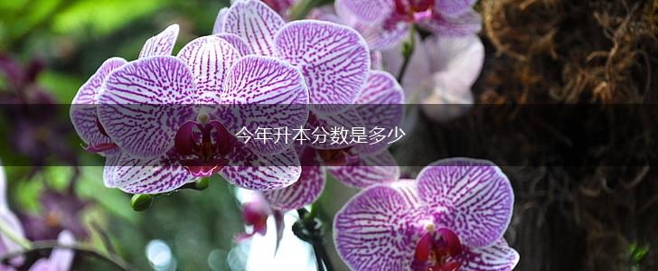 今年升本分数是多少,第1张