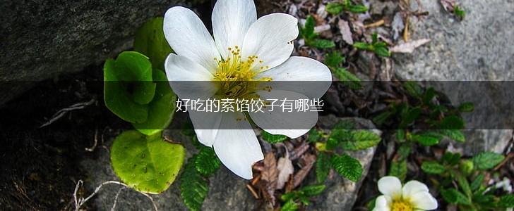 好吃的素馅饺子有哪些,第1张