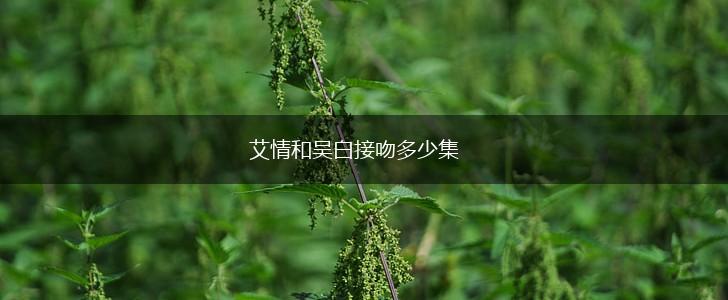 艾情和吴白接吻多少集,第1张