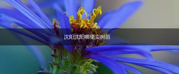 沈阳沈阳哪里卖树苗,第1张