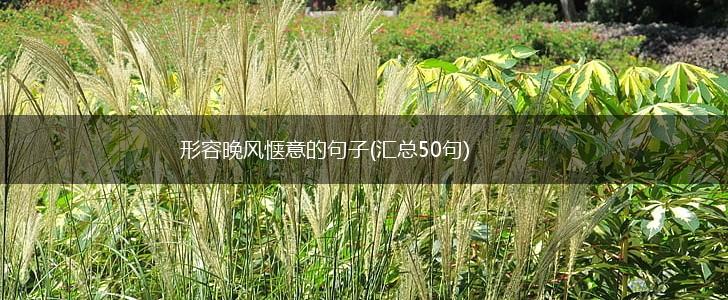 形容晚风惬意的句子(汇总50句),第1张