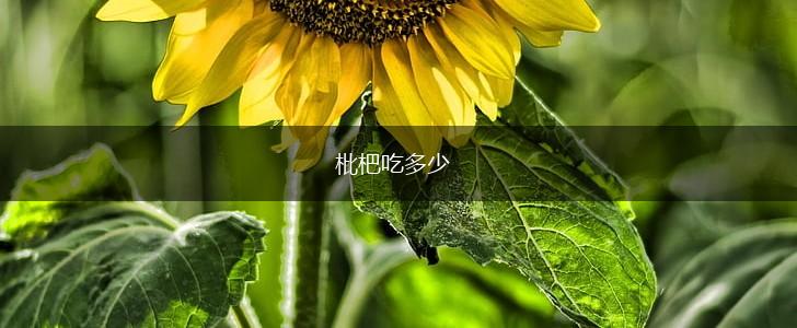 枇杷吃多少,第1张