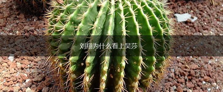 刘翔为什么看上吴莎,第1张
