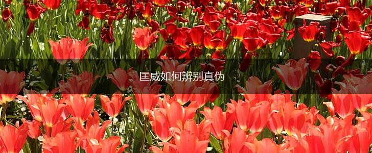 匡威如何辨别真伪,第1张