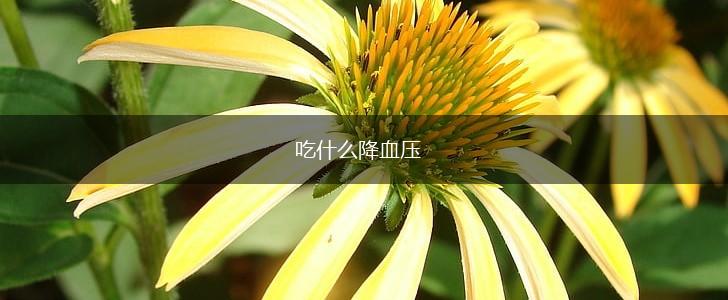 吃什么降血压,第1张