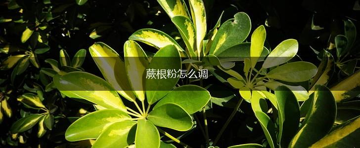 蕨根粉怎么调,第1张