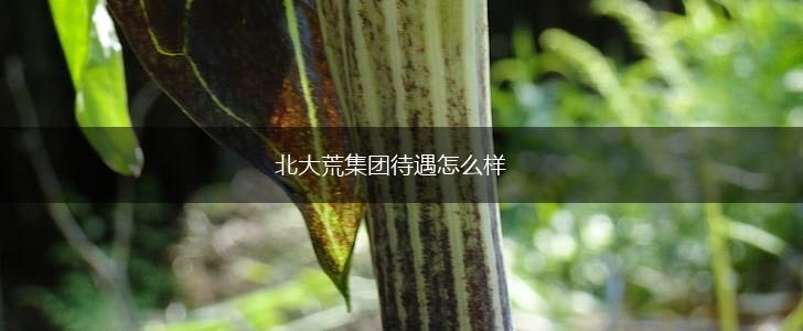 北大荒集团待遇怎么样,第1张