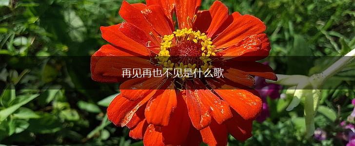 再见再也不见是什么歌,第1张