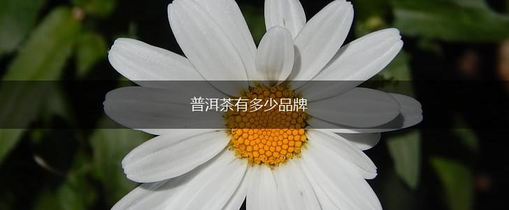 普洱茶有多少品牌,第1张