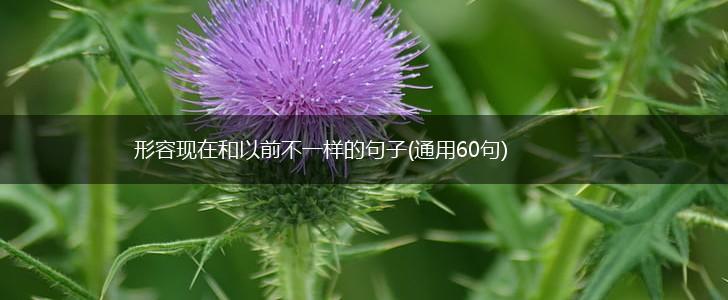 形容现在和以前不一样的句子(通用60句),第1张