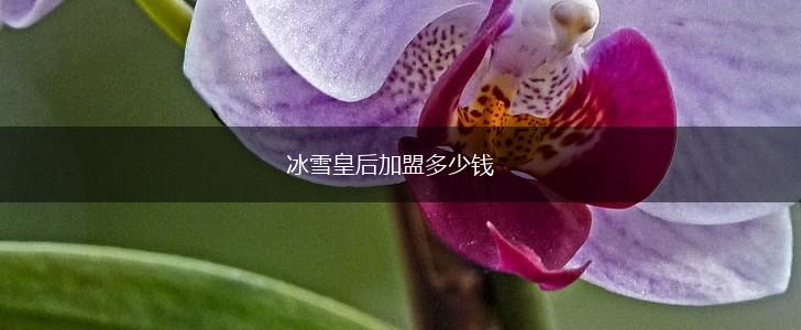 冰雪皇后加盟多少钱,第1张