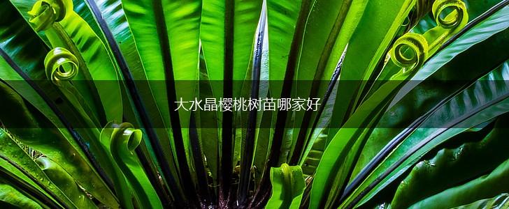 大水晶樱桃树苗哪家好,第1张