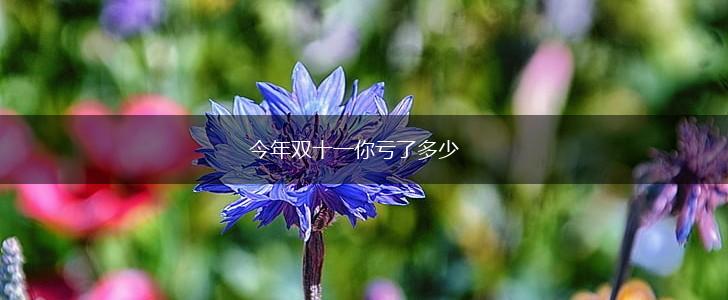 今年双十一你亏了多少,第1张