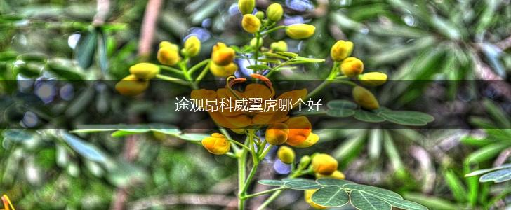 途观昂科威翼虎哪个好,第1张