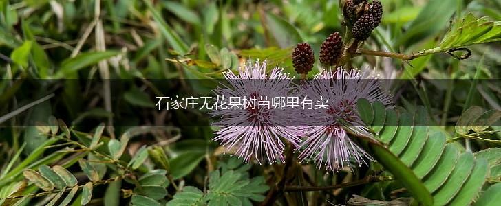 石家庄无花果树苗哪里有卖,第1张