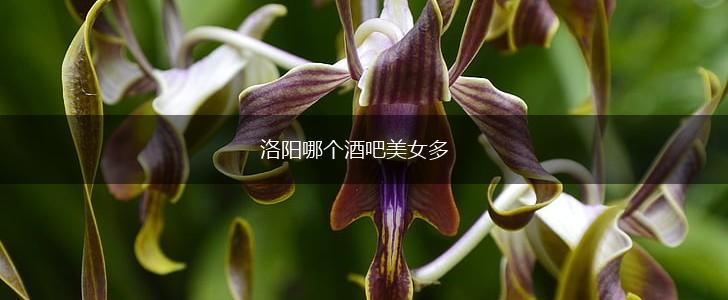 洛阳哪个酒吧美女多,第1张