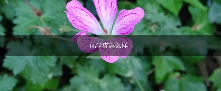 优学猫怎么样,第1张