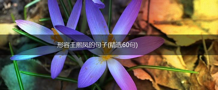 形容王熙凤的句子(精选60句),第1张