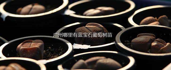 广州哪里有蓝宝石葡萄树苗,第1张