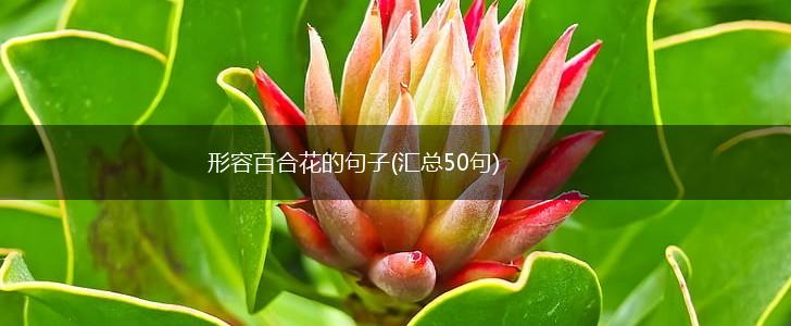 形容百合花的句子(汇总50句),第1张