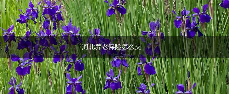 河北养老保险怎么交,第1张