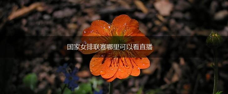 国家女排联赛哪里可以看直播,第1张