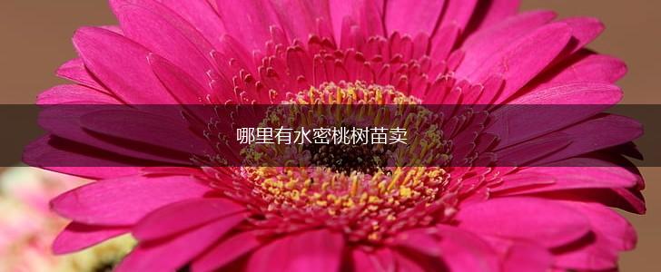 哪里有水密桃树苗卖,第1张