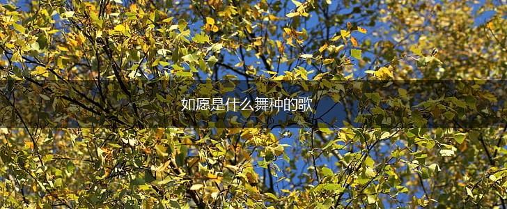如愿是什么舞种的歌,第1张