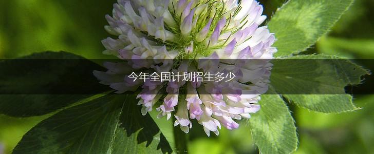 今年全国计划招生多少,第1张