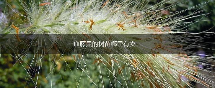 血藤果的树苗哪里有卖,第1张
