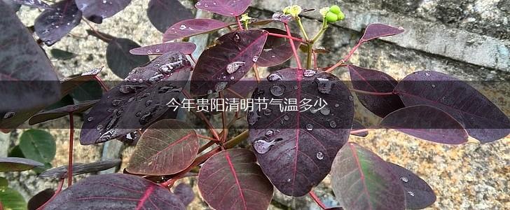 今年贵阳清明节气温多少,第1张