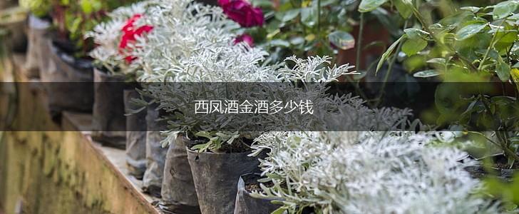 西凤酒金酒多少钱,第1张