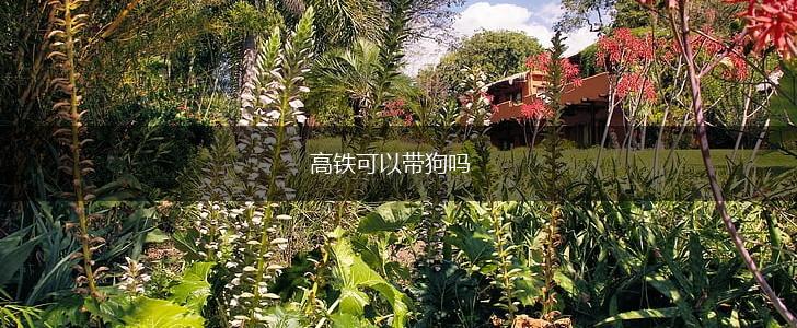 高铁可以带狗吗,第1张