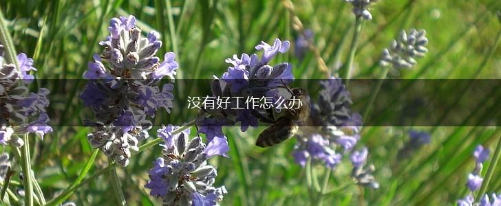 没有好工作怎么办,第1张