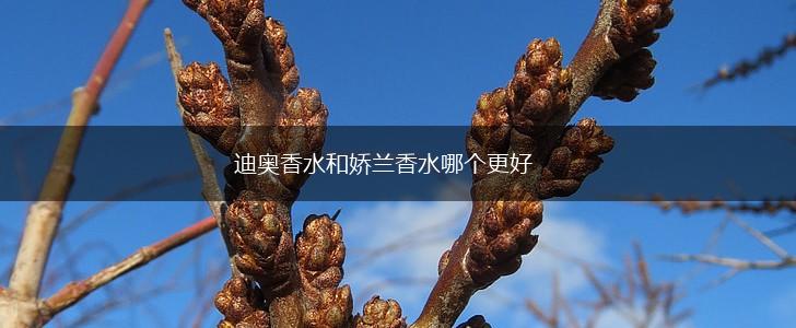 迪奥香水和娇兰香水哪个更好,第1张
